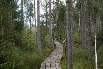 Nationalpark Bayerischer Wald, Großer Filz