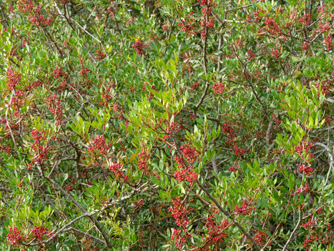 Pistacia lentiscus. Pistachier lentisque ou arbre au mastic, un arbuste des maquis et garrigues