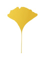  Ginkgo  yellow leaf on white background. Vector illustration.