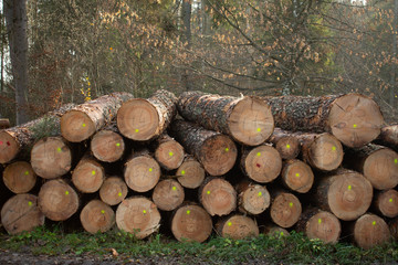 Harvested dry wood in a forest. The cut logs in the wood. Industrial preparation of forest products. Drying wood marked and prepared for logging.