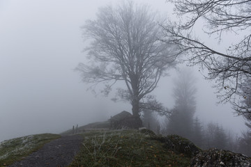 the tree in the fog