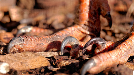 The sharp raptor like sickle claws of a  red-legged seriema or crested cariama (Cariama cristata)