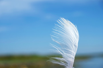 Feather of white herons in the wind. Close-up.