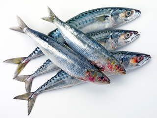 OILY FISH - MACKEREL AND SARDINES CUT OUT