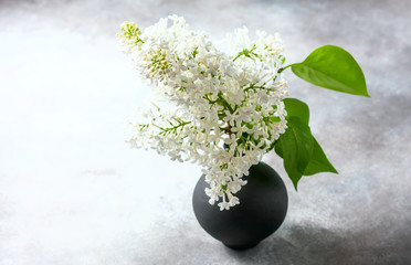 Bouquet of a white lilac on a concrete background.