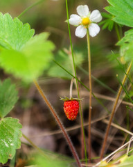 Wild strawberry