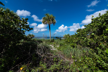 Obraz premium Palm Trees