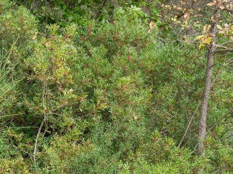 Pistacia lentiscus. Pistachier lentisque ou arbre au mastic, un arbuste des maquis et garrigues