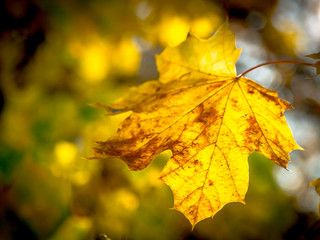 autumn walk in the sun
