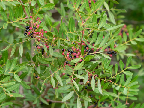 Pistacia lentiscus. feuillage et baies rouges et noires du pistachier lentisque.