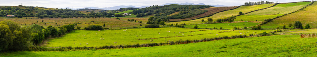 Fototapeta na wymiar Panorama of a Sheep herd in a Farm field in Greenway route from Castlebar to Westport