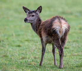 Young Red Deer