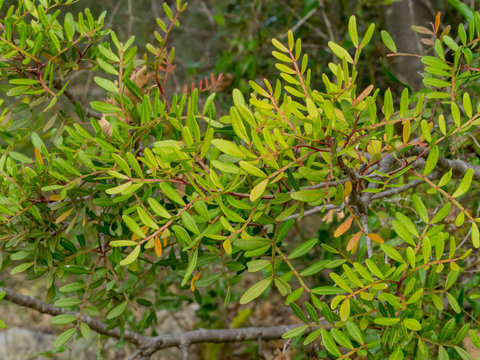 Pistacia lentiscus. Feuillage et folioles du pistachier lentisque.