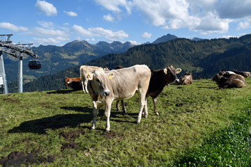 Fototapeta na wymiar kühe im kleinwalsertal nahe der ifenhütte