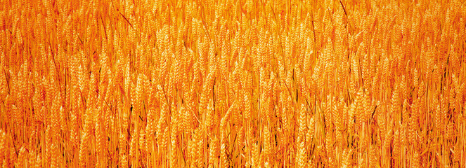 Barley field background. Agriculture, agronomy, industry concept.