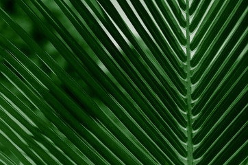 Obraz premium green palm leaf