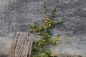 Blütenranke an einer Mauer