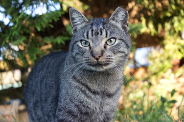 Gray cat