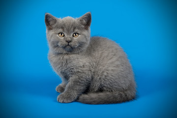 Scottish straight shorthair cat on colored backgrounds