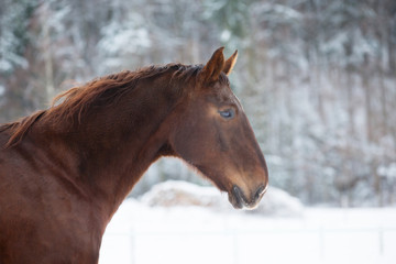 Lette im Schnee © JuttaB