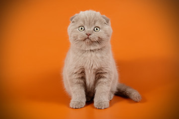 Scottish fold shorthair cat on colored backgrounds