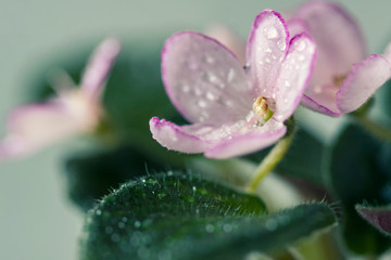 Flowering Saintpaulias, commonly known as African violet. Mini Potted plant.
