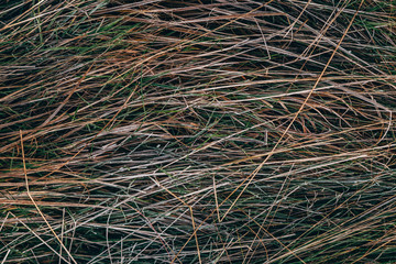 Frozen grass texture - frost