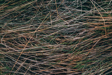 Frozen grass texture - frost