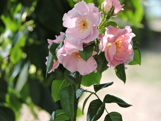  Bouquet of pink rose in the garden
