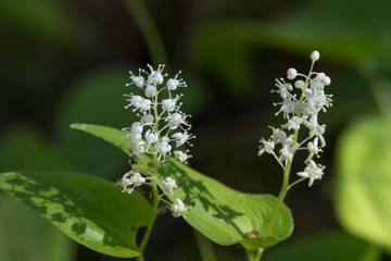 Small white flowers in forest