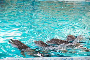 Photo of the dolphins in the pool
