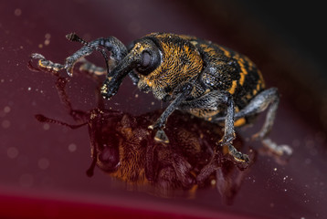 Weevil