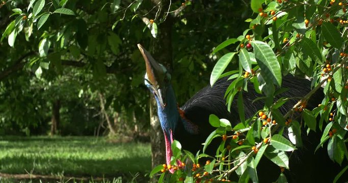 Wild Cassowary Feeding on a Berry Tree in the Daintree National Rainforest, Queensland