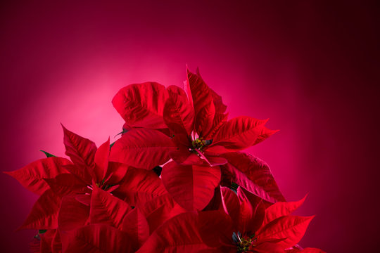 Nochebuena Images – Browse 3,654 Stock Photos, Vectors, and Video | Adobe Stock Nochebuena Images – Browse 3,654 Stock Photos, Vectors, and Video | Adobe Stock