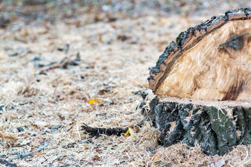 the cut down a tree, a stump from a felled tree and scattered sawdust around, copy space.