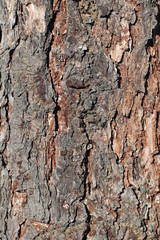 Texture for background of pine bark in brown tones. Wood tree for decoration and design.