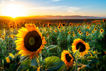 Sunflower Field Dixon Ca