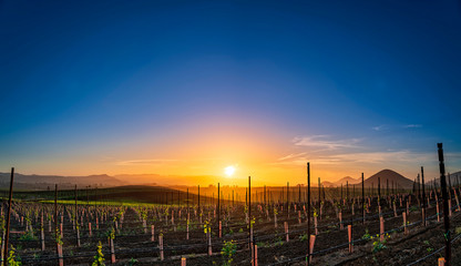 Vineyard Poles, Edna Valley, CA