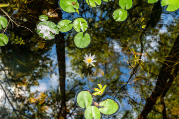 Lily Pad