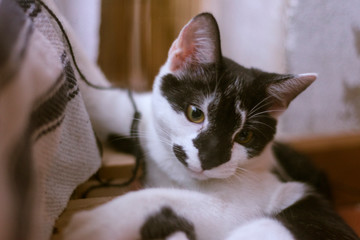 chaton