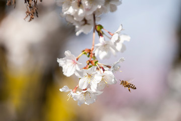 Fototapeta premium Biene