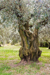 Age-old trees in a southern Italian olive grove