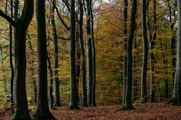 Fototapeta premium Autumn forest 2