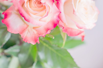 closeup of pink roses with water drops on light background