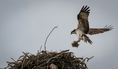 Nest Building Osprey