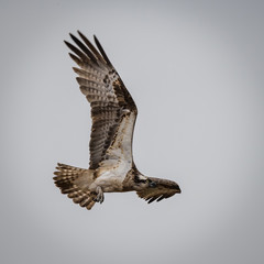 Osprey
