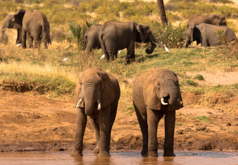 Elefantenherde am Wasserloch