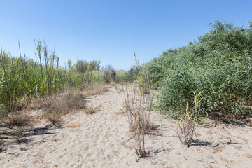 Vegetation of the dune environment