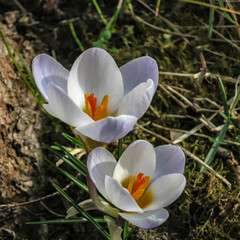 Two tender early crocuses Blue Pearl under the tree. Sunny spring day. Nature concept for design