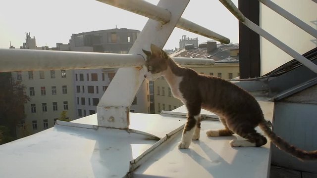 the cat walks on the edge of the balcony roof
